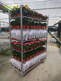 隆起の義務の温室はデンマークの棚花および植物のトロリーを運びます