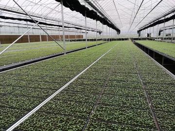 花の野菜栽培の温室はベッドの熱いすくいの電流を通された立場材料を育てます