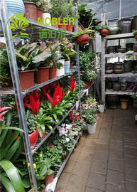 PPは電流を通された園芸用品センターのオランダの花のトロリーを動かす