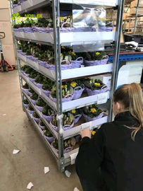 表示デンマークの温室はシステムの引きの花のトロリー カートを運びます