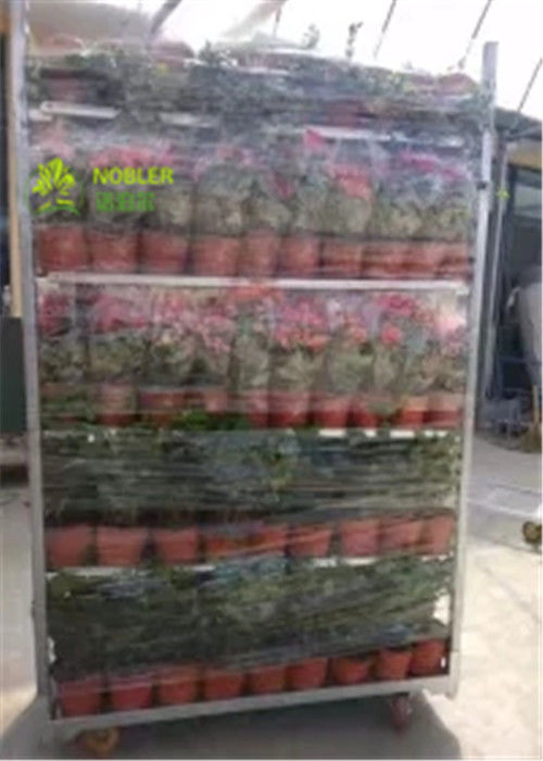 花および植物の温室Ccの容器のためのオランダの花のトロリー金属のプールの棚